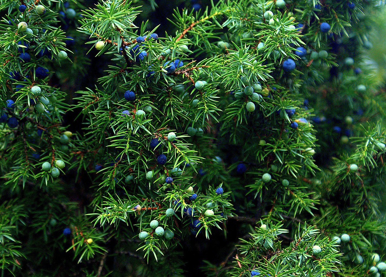 Juniper Berries, Make Your Own Craft Gin, Think Gin Club, Artisan Gin, Craft Gin